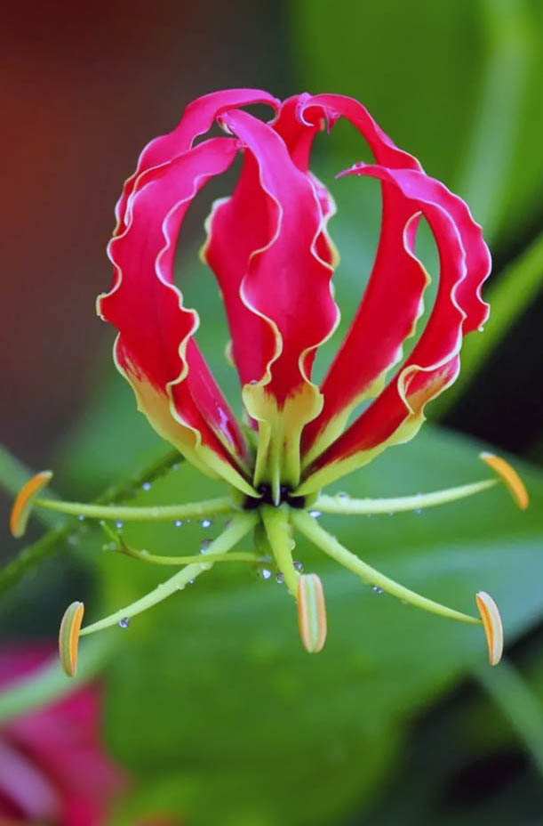gloriosa